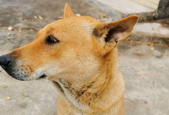 快来了解，土狗下巴4条须叫什么狗？