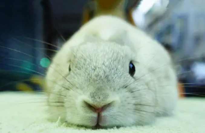 想知道香槟兔价格多少，还不看过来！