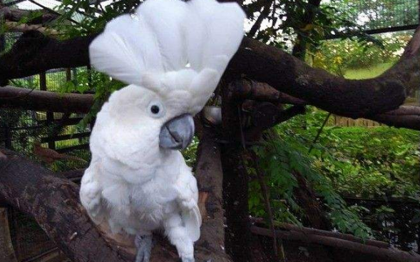 白凤头鹦鹉繁殖的时间,你知道吗? 白凤头鹦鹉繁殖的时间,你知道吗?