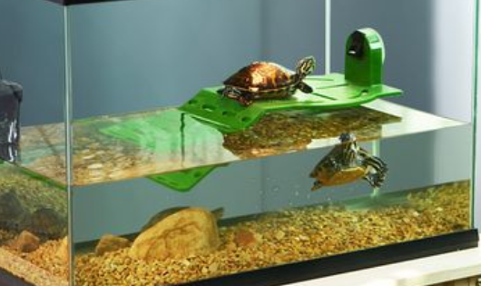 不知道的来看看，养剃刀龟用多大的鱼缸