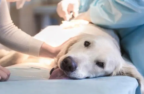 猫狗体内常见的6种寄生虫治疗方法和预防措施 猫狗体内常见的6种寄生虫治疗方法和预防措施