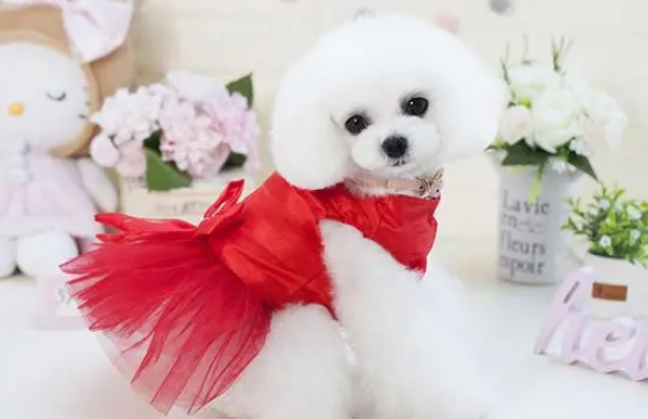 选择狗专用沐浴露的技巧，帮你少走点弯路