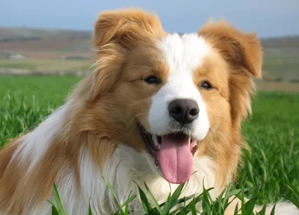 狗能看到几种颜色?本文告诉你 狗能看到几种颜色?本文告诉你