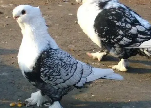 东方淑女鸽价格多少？感兴趣的来看看吧