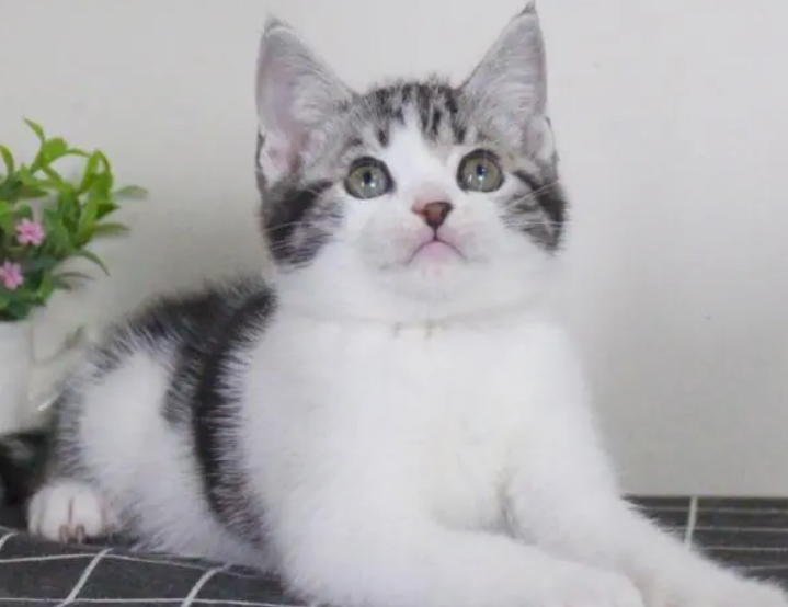 美国短毛猫挑选指南——认准这几点，帮您敲定心仪的主子