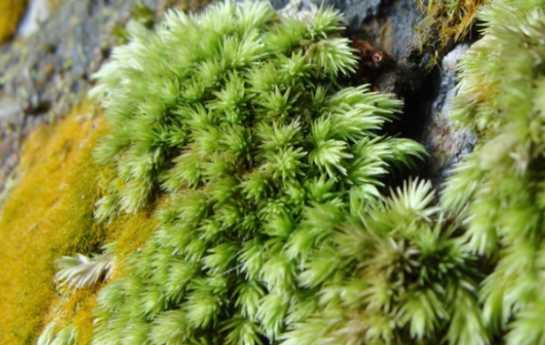 鱼缸造景，选这几种水草，好看还好养