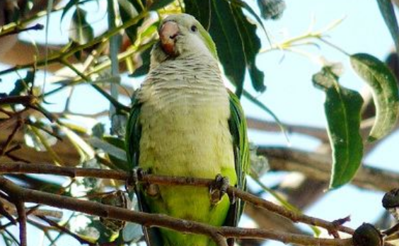 和尚鹦鹉比亚历山大鹦鹉小多少？原来小这么多