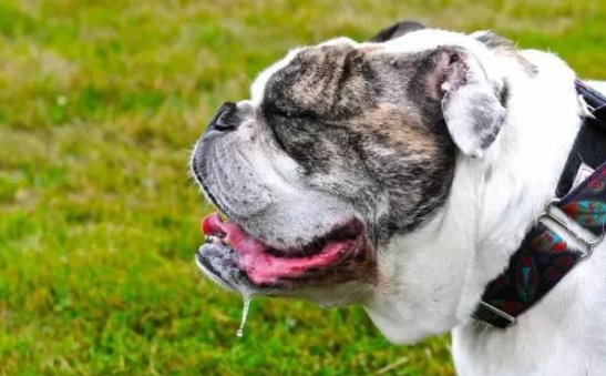 狗狗突然开始一直流口水是怎么回事呢? 狗狗突然开始一直流口水是怎么回事呢?