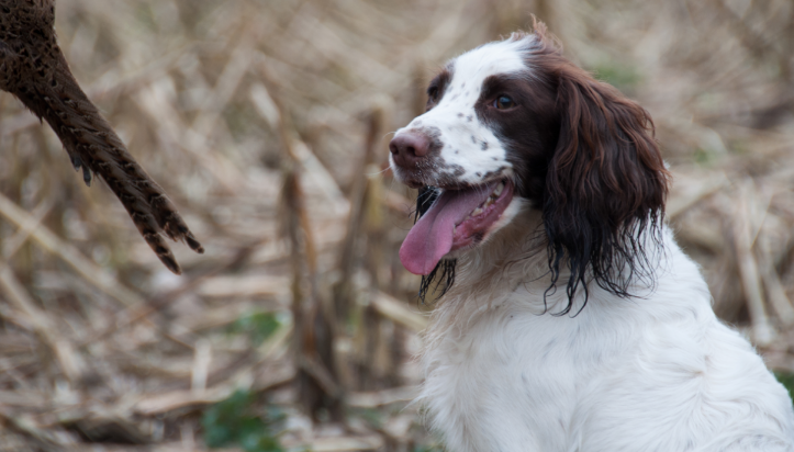 进口狗粮排行榜，比利玛格袋鼠肉干粮更健康