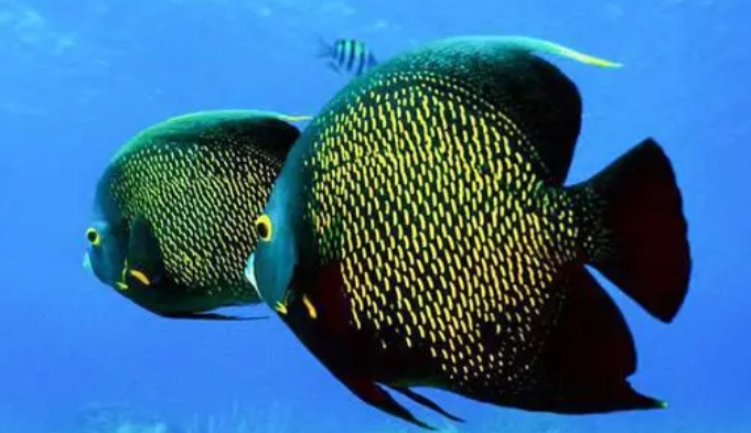 鱼会得新冠吗?来了解看看吧 鱼会得新冠吗?来了解看看吧