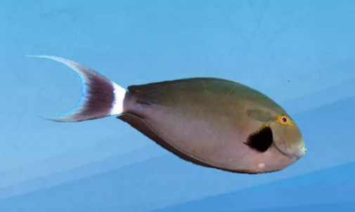 太平洋黑吊产卵后的注意事项,快来了解一下吧! 太平洋黑吊产卵后的注意事项,快来了解一下吧!