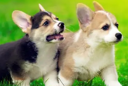 给犬梳毛要知道以下几点知识，赶紧收藏好！