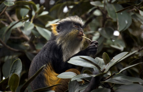 面色靛蓝的冠毛长尾猴,快来了解一下吧! 面色靛蓝的冠毛长尾猴,快来了解一下吧!