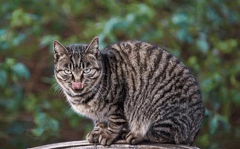 这就是你们要找的中华田园猫体重年龄对照表~