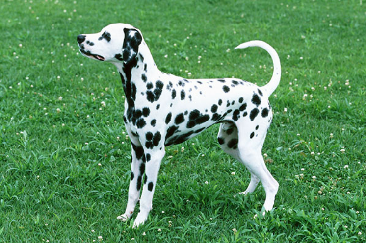 《米老鼠唐老鸭》里面的两只狗，都叫什么名字？