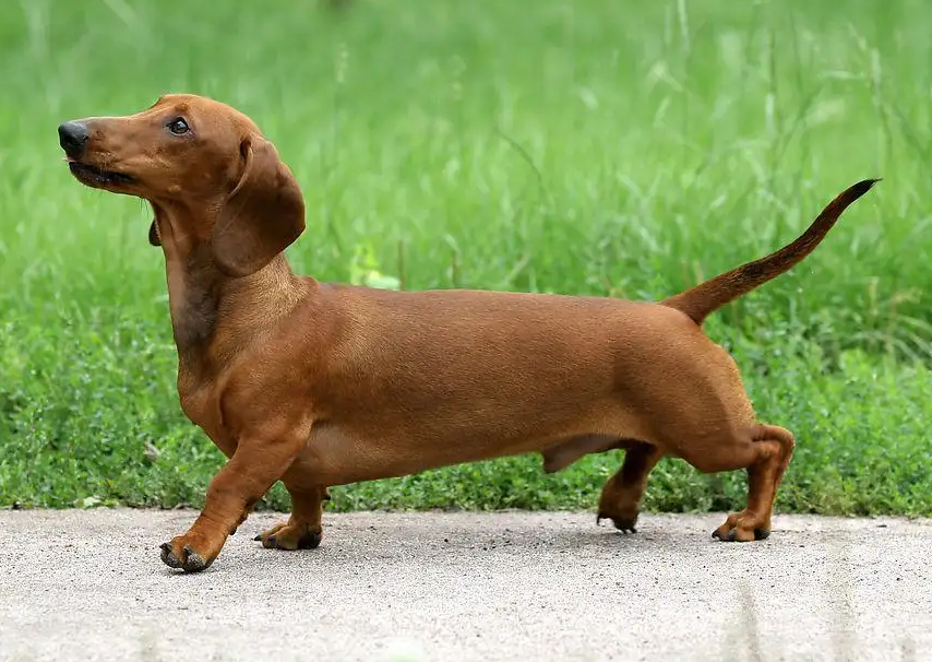 加菲猫里面的狗是什么品种？一起来认识一下吧！