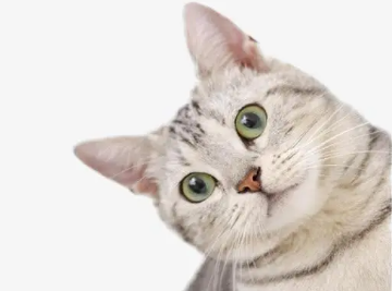 快速让猫咪信任新主人，看这就知道了！