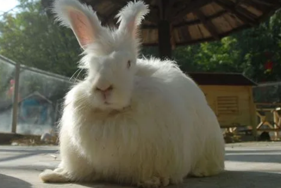 英国安哥拉兔有几种颜色,不知道的来这瞧瞧 英国安哥拉兔有几种颜色,不知道的来这瞧瞧