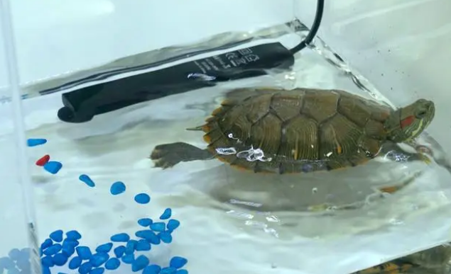 乌龟晒背灯每天开多久？养乌龟还需要准备加热棒吗？