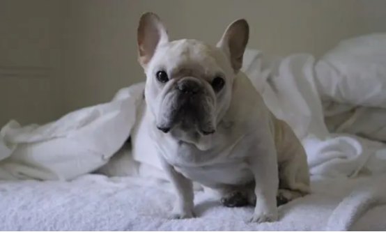 教教大家如何区分巴哥犬和斗牛犬,一起来看看吧~ 教教大家如何区分巴哥犬和斗牛犬,一起来看看吧~