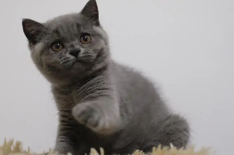 猫咪刚到新家不吃不喝怎么办？这几个办法可以试试