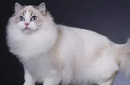 怎么配双色布偶几率大？我来告诉你！