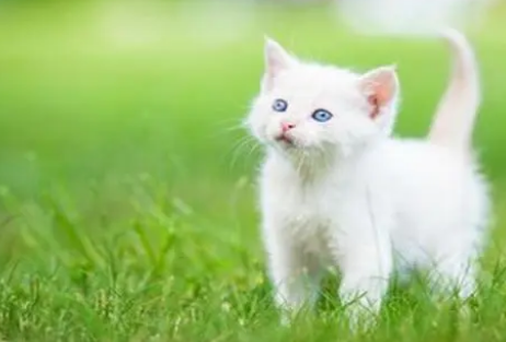 宠物体外驱虫后可以摸它吗?大多数人都做错了 宠物体外驱虫后可以摸它吗?大多数人都做错了