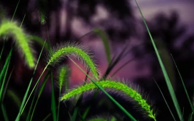 猫吃草仅仅是为了吐毛球？并不然，猫草还有带来其他好处