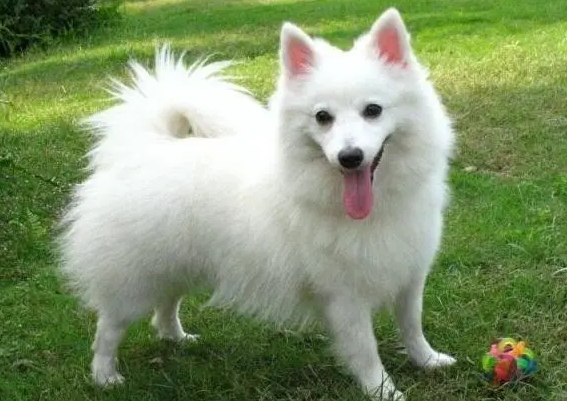 三个月大的银狐犬多重？宠主看过来