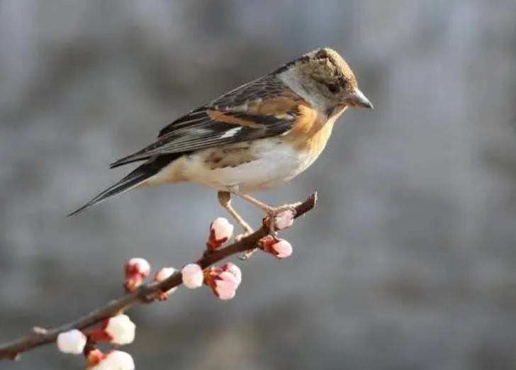 燕雀公母分辨技巧分享，想知道的就来学！