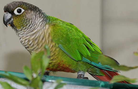 一起来了解一下暗色锥尾鹦鹉价格! 一起来了解一下暗色锥尾鹦鹉价格!
