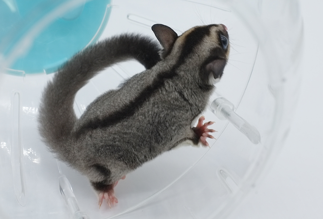 蜜袋鼯身上有寄生虫吗？本文给出详细答案！