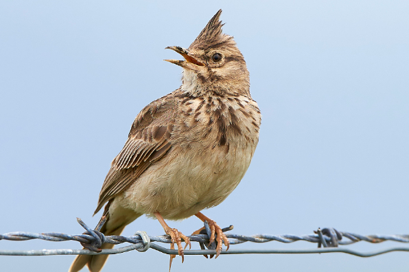 凤头百灵鸟公母怎么分？这些方法告诉你
