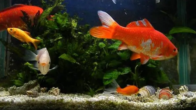 养鱼要培养硝化菌！怎么才能培养好硝化菌？