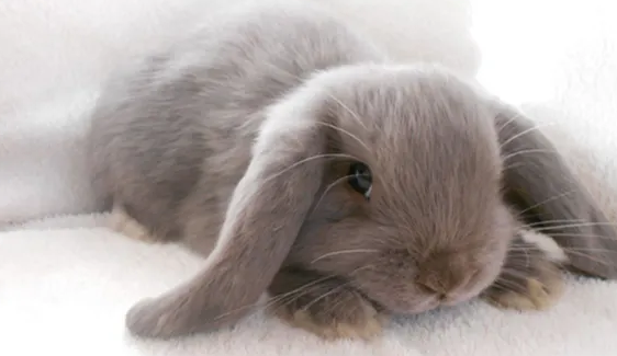 萌宠小科普:纯种英国垂耳兔价格是多少 萌宠小科普:纯种英国垂耳兔价格是多少