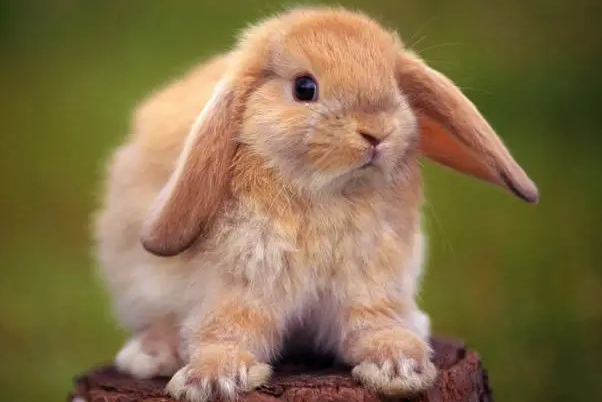 垂耳兔多大可以吃零食，铲屎官来瞧一瞧