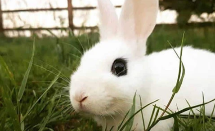 成兔兔粮每天喂多少？科学喂养兔子的方式！