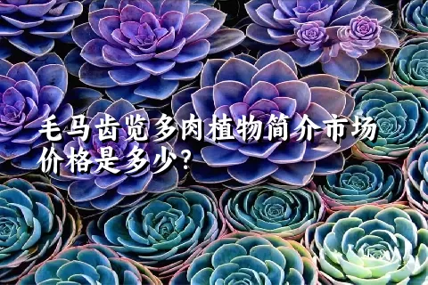 毛马齿览多肉植物简介市场价格是多少?