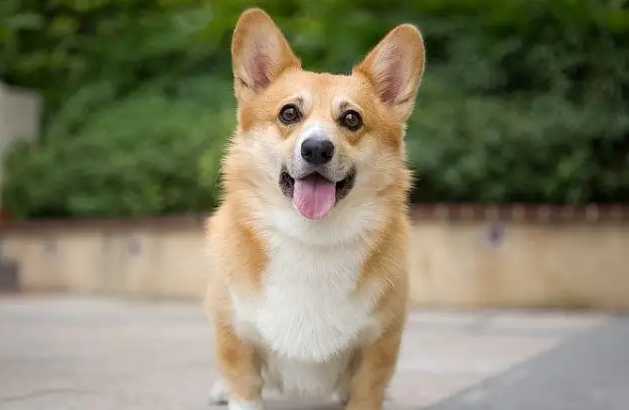 柯基一生只认一个主人吗？铲屎官们一定要知道