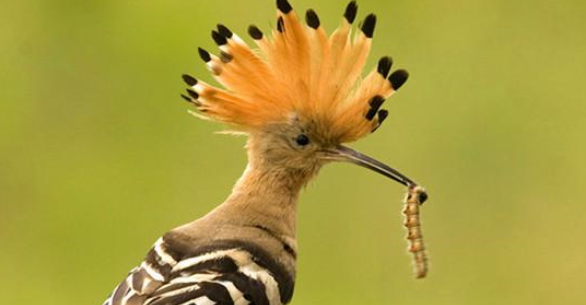 说说笼养鸟的昆虫饲料