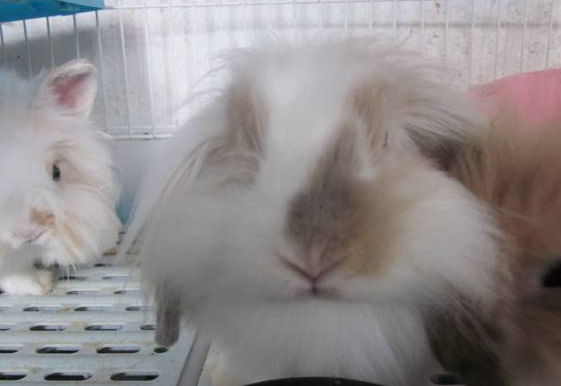 美国长毛垂耳兔认人吗？不知道就来看看吧