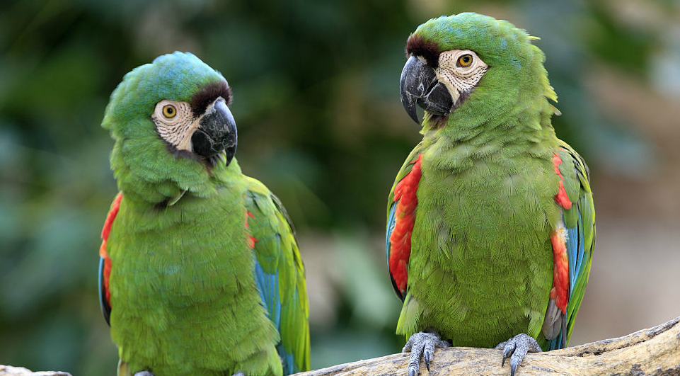 栗额金刚鹦鹉怎么分公母？是有技巧的