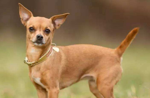 吉娃娃什么颜色的贵？哪一款是你的最爱？