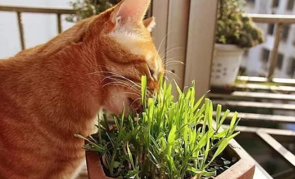 猫草对猫咪的这些好处
