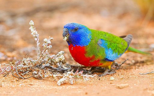 鲜红胸鹦鹉怎么人工喂养？一起来看看！！