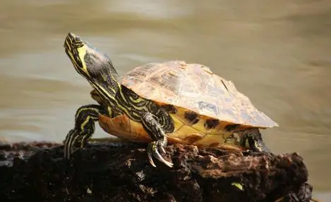 黄腹滑龟怎么区分公母？来看看吧