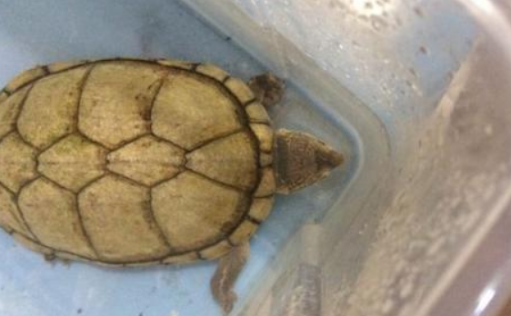 瓦哈卡泥龟的寿命是多少？好奇的朋友来看看