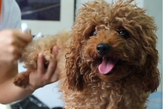 泰迪毛打结了怎么处理？铲屎官值得get！