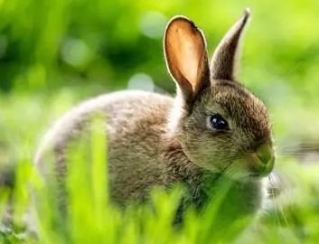 灰栗兔多少钱，想养的看过来