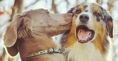 狗狗不吃狗粮食欲不振怎么办？